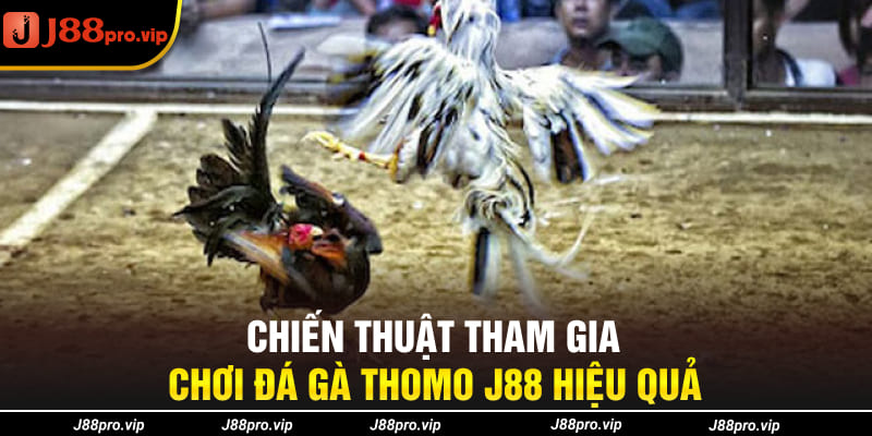 Chiến thuật tham gia chơi đá gà Thomo J88 hiệu quả