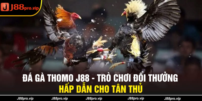 Đá Gà Thomo J88 - Trò Chơi Đổi Thưởng Hấp Dẫn Cho Tân Thủ