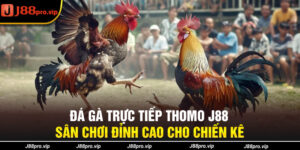 Đá Gà Trực Tiếp Thomo J88 - Sân Chơi Đỉnh Cao Cho Chiến Kê