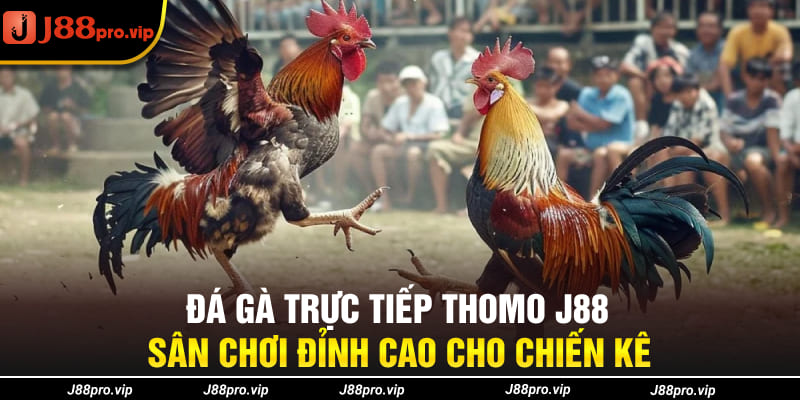 Đá Gà Trực Tiếp Thomo J88 - Sân Chơi Đỉnh Cao Cho Chiến Kê