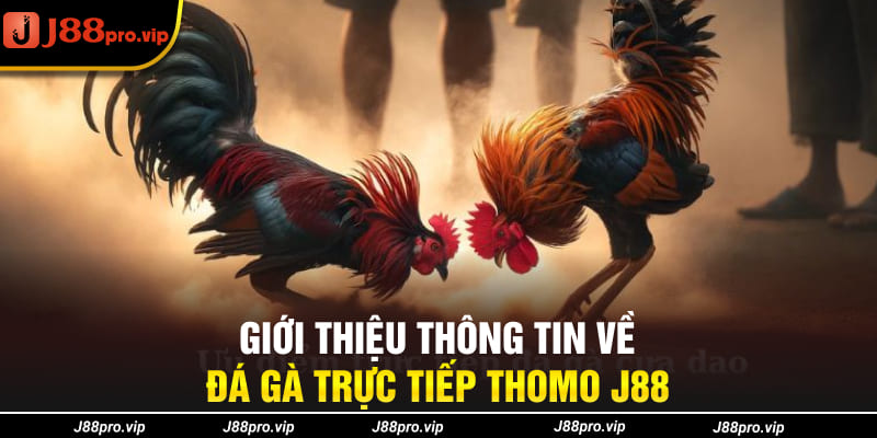 Giới thiệu thông tin về đá gà trực tiếp Thomo J88