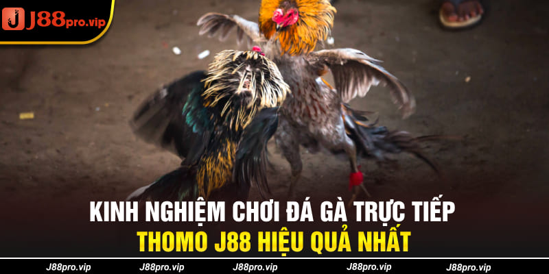 Kinh nghiệm chơi đá gà trực tiếp Thomo J88 hiệu quả nhất