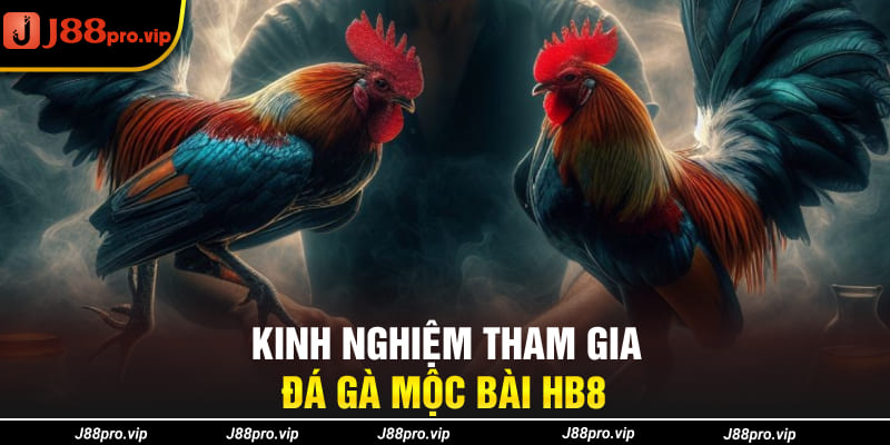 Kinh nghiệm tham gia đá gà Mộc Bài J88