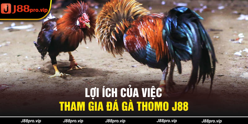 Lợi ích của việc tham gia đá gà Thomo J88