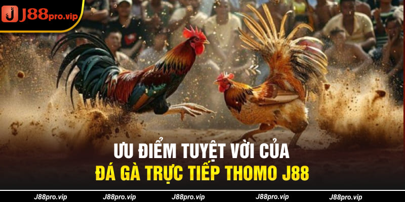 Ưu điểm tuyệt vời của đá gà trực tiếp Thomo J88